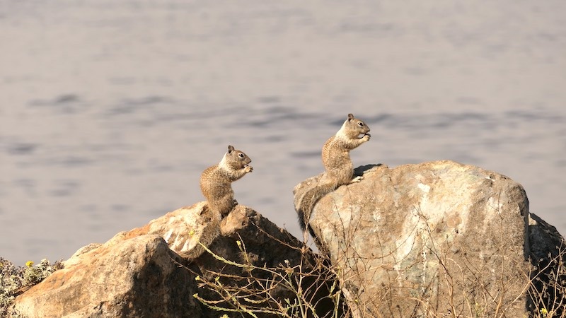 Impressionen - 2 Hörnchen auf einem Stein sitzend