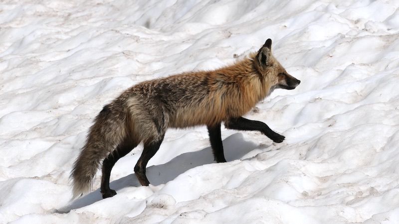 Impressionen 6 - Fuchs im Schnee