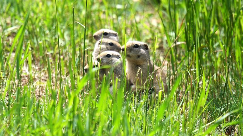 Impressionen - Erdmännchen im Gras