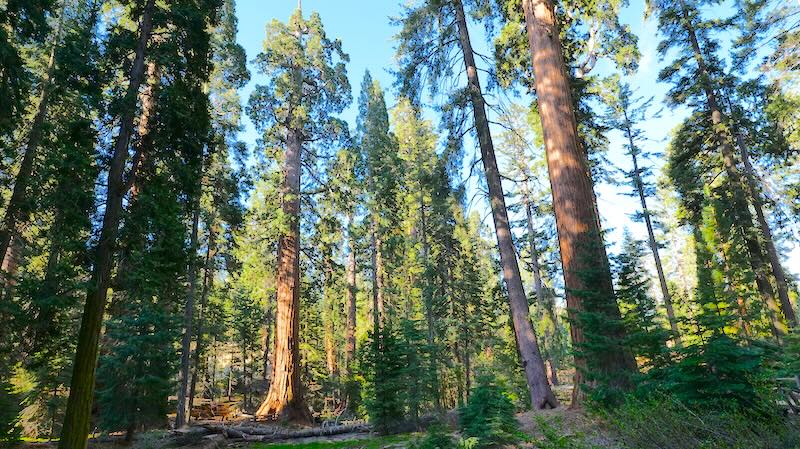 Riesenmammutbäume in der Nähe des General Grant im Kings Canyon Nationalpark. Die riesigen, rotbraunen Stämme ragen in den klaren blauen Himmel, während das Sonnenlicht durch das grüne Blätterdach bricht.