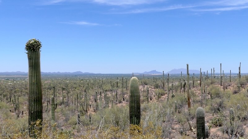 Saguaro 01
