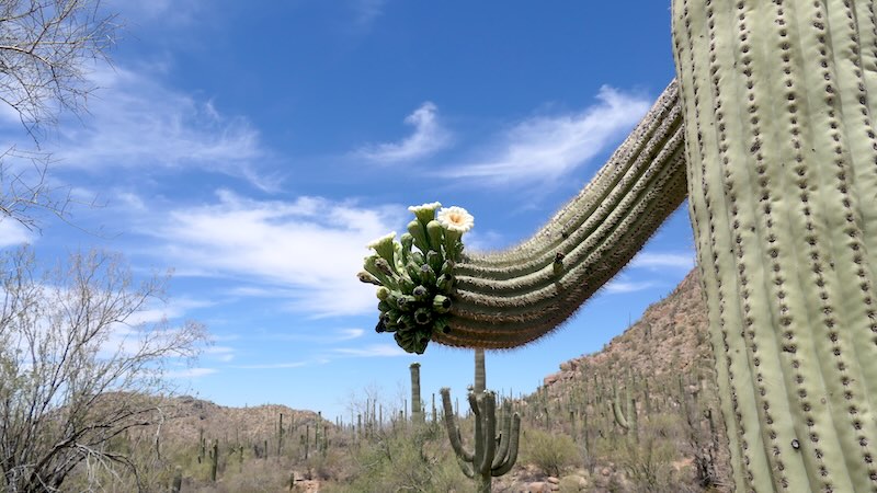Saguaro 02
