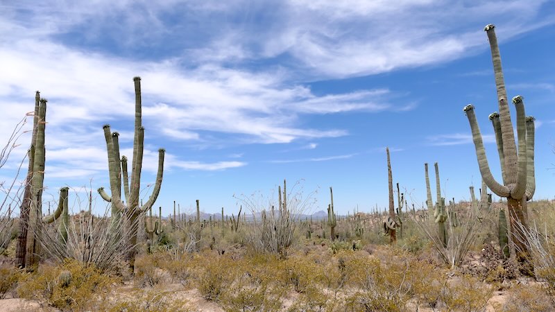 Saguaro 03