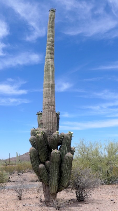 Saguaro 04