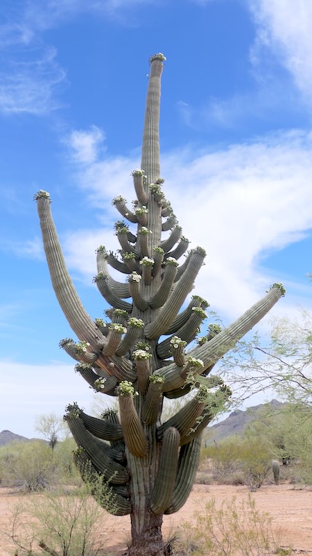 Saguaro 05