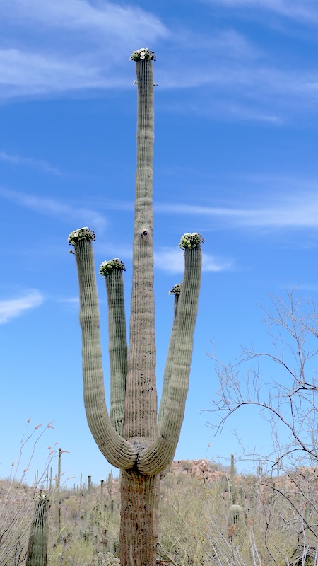 Saguaro 06