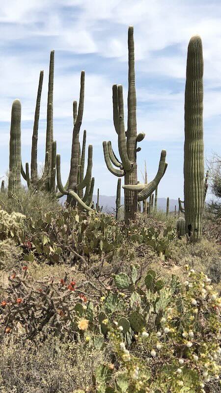 Saguaro 09