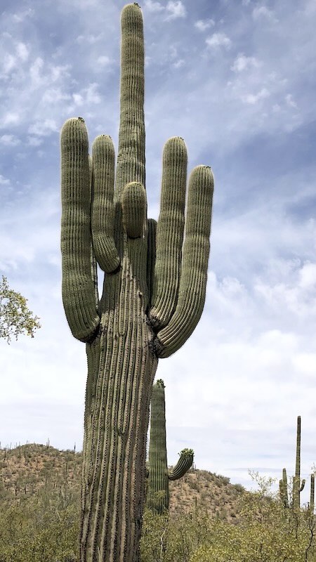Saguaro 09b