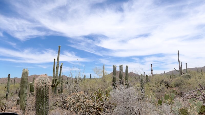 Saguaro 12
