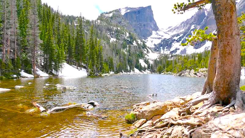 Weite Landschaftsaufnahme eines alpinen Sees (Dream Lake) im Rocky-Mountain-Nationalpark. Im Vordergrund ist das felsige Ufer mit markanten Baumwurzeln zu sehen. Der See liegt eingebettet zwischen steilen, bewaldeten Hängen und schneebedeckten Berggipfeln wie dem Hallett Peak unter einem hellen Himmel.