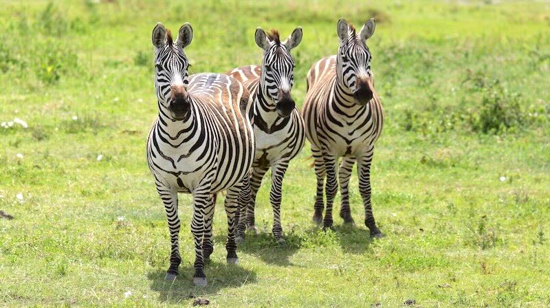ngorongoro-krater-drei-zebras Drei Zebras im Ngorongoro Krater.