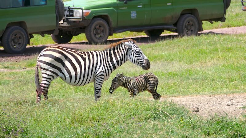 ngorongoro-krater-zebrababy-macht-ersten-stehversuch Neugeborenes Zebra macht erste Standversuche im Ngorongoro Krater.