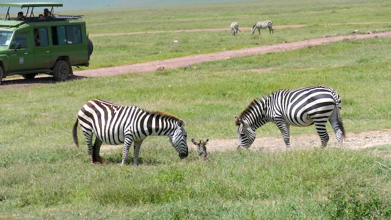 ngorongoro-krater-zebraeltern-mit-neugeborenem Zebra-Eltern umsorgen Neugeborenes im Ngorongoro Krater.