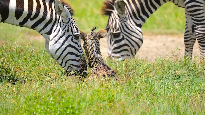 Ein Wunder der Natur: Nur wenige Minuten nach der Zebra-Geburt im Ngorongoro Krater wachen die Eltern über ihr im Gras verstecktes Fohlen.