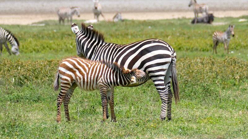 ngorongoro-krater-zebrafohlen-trinkt-bei-mama Zebra-Fohlen trinkt bei Mama im Ngorongoro Krater.