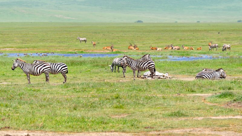 ngorongoro-krater-zebraherde-mit-fohlender-stute Zebras bewachen fohlende Zebrastute im Ngorongoro Krater.