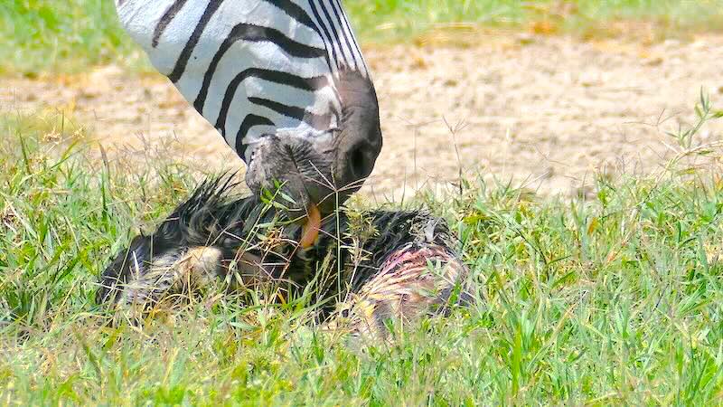 ngorongoro-krater-zebramama-leckt-neugeborenes Zebrastute leckt ihr Neugeborenes im Ngorongoro Krater.