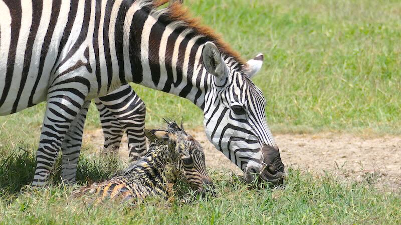 ngorongoro-krater-zebramama-und-baby-ganz-nah Neugeborenes Zebra-Fohlen mit Mutter im Ngorongoro Krater Tansania – ein magischer Safari-Moment.