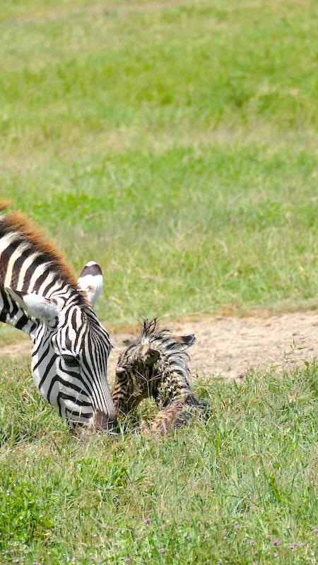 ngorongoro-krater-zebramama-und-neugeborenes-nah-beieinander Zebrastute und Neugeborenes beschnuppern sich im Ngorongoro Krater