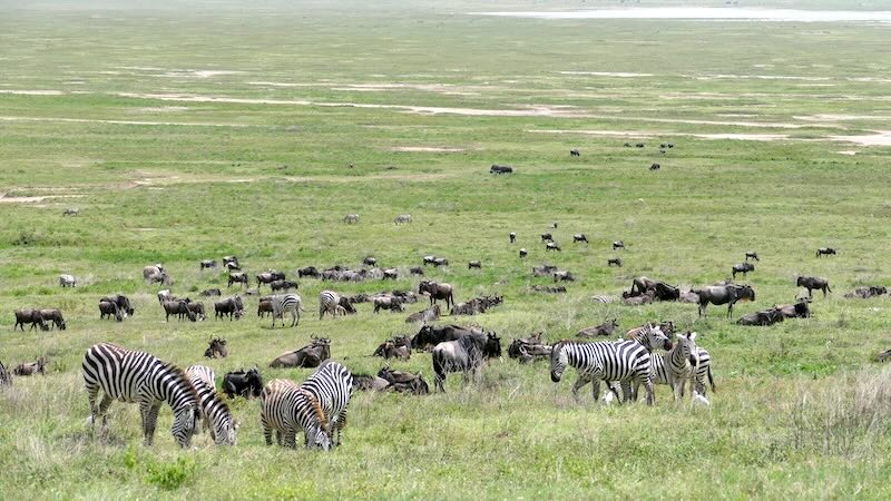 ngorongoro-krater-zebras-und-gnus Zebras und Gnus im Ngorongoro Krater.