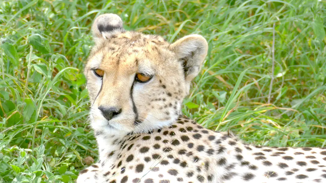 Ein Gepard ruht sich im tiefen Gras aus