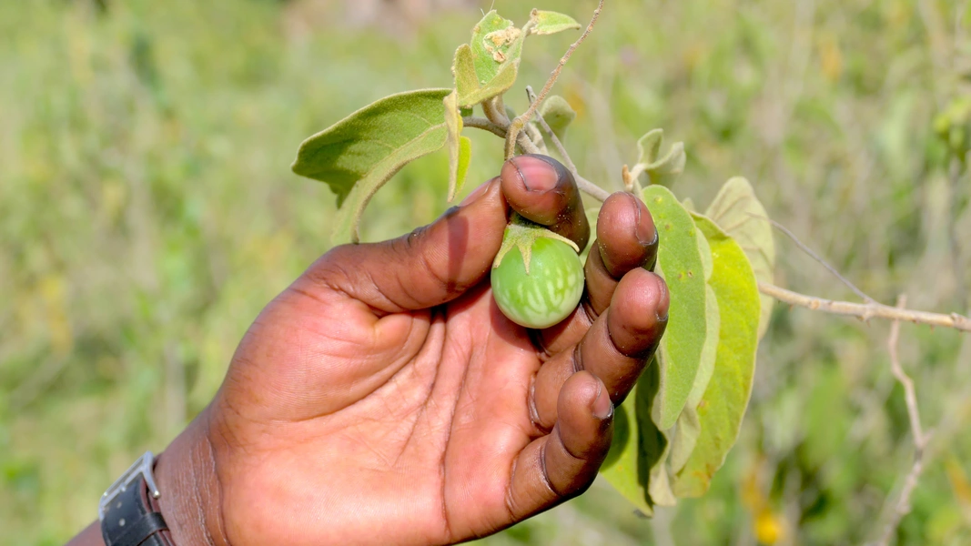 Der Ranger zeigt uns eine Frucht, die in Tansania vielfach verwendet wird.
