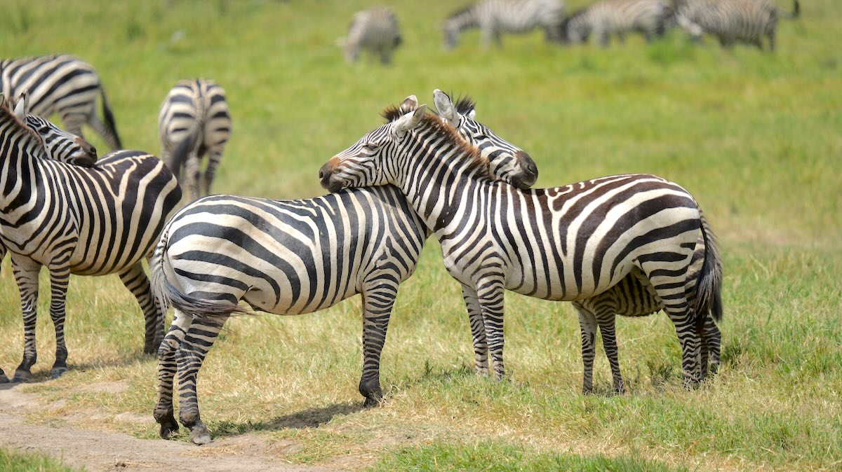 Inmitten der großen Herde stehen zwei Zebras ganz entspannt beim Fellchen-Kraulen in der Serengeti in Tansania.