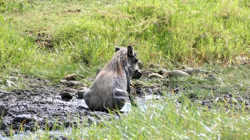 WIldschwein sult sich