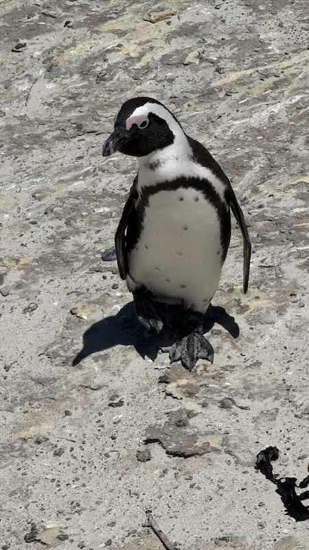 kapstadt-kap-halbinsel-pinguin