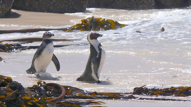 kapstadt-kap-halbinsel-zwei-pinguine