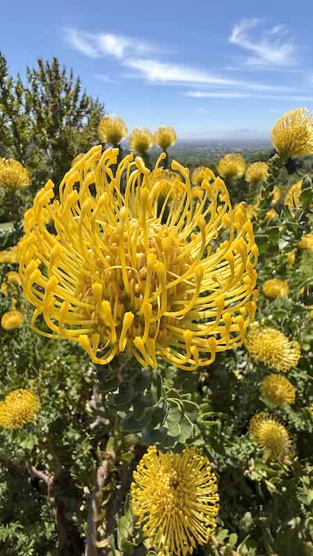 kapstadt-kistenbosch-gelbe-blume