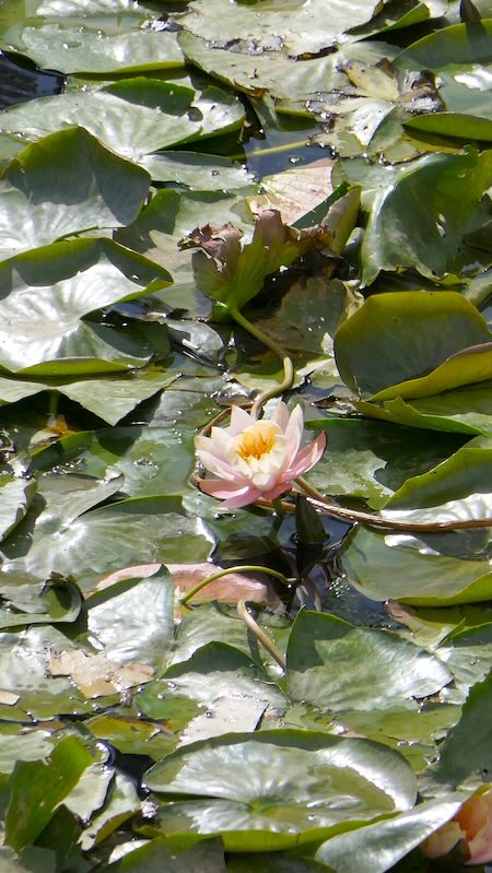 Lotus im bot. Garten