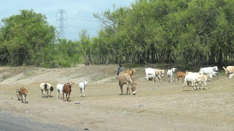 Tarangire_Streetlife 02