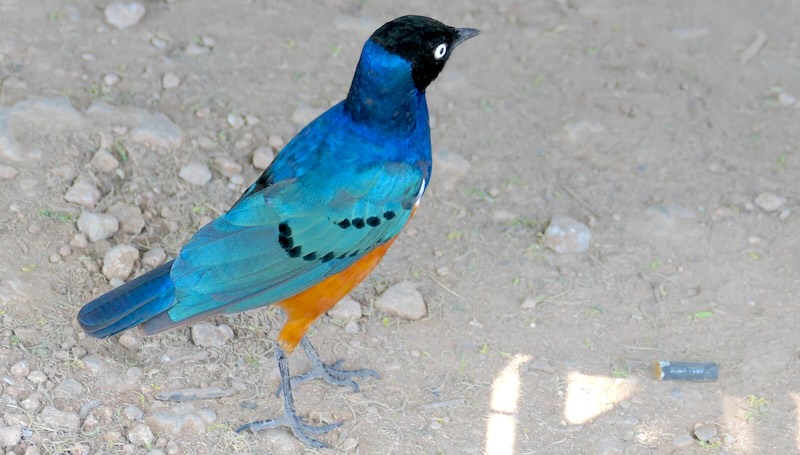 Tarangire 3-Farben-Star 01