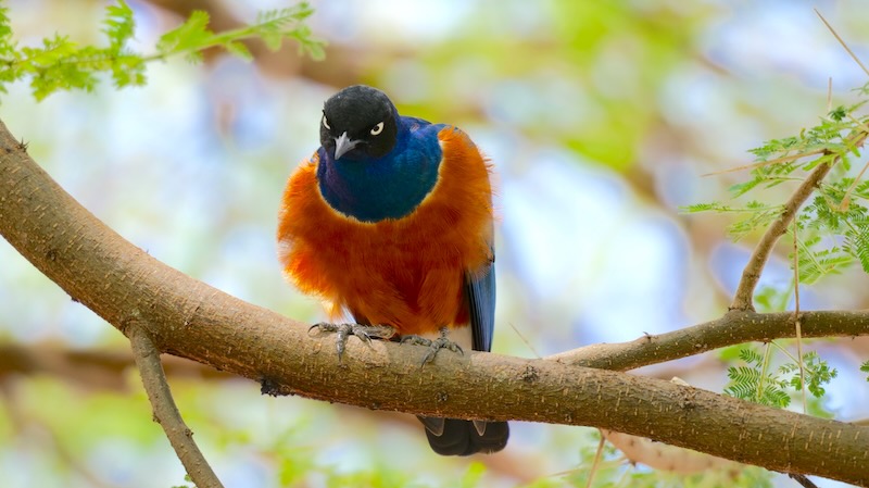 Tarangire 3-Farben-Star 02