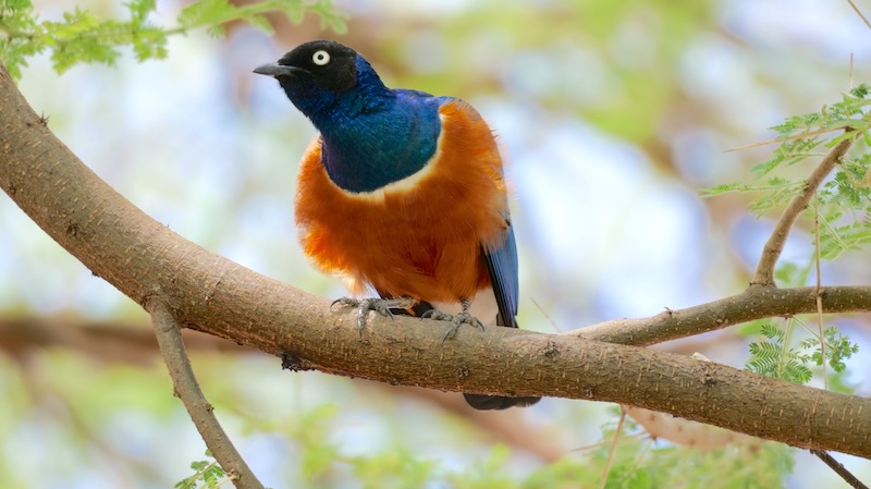 Tarangire 3-Farben-Star 03