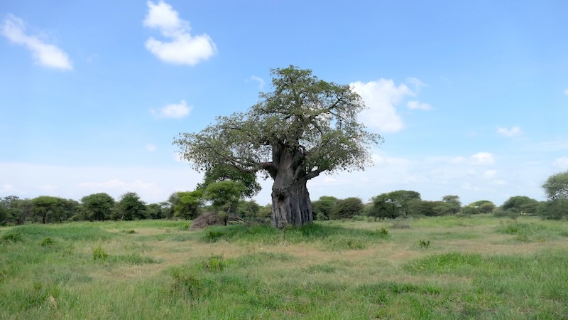 Tarangire Baobab 01