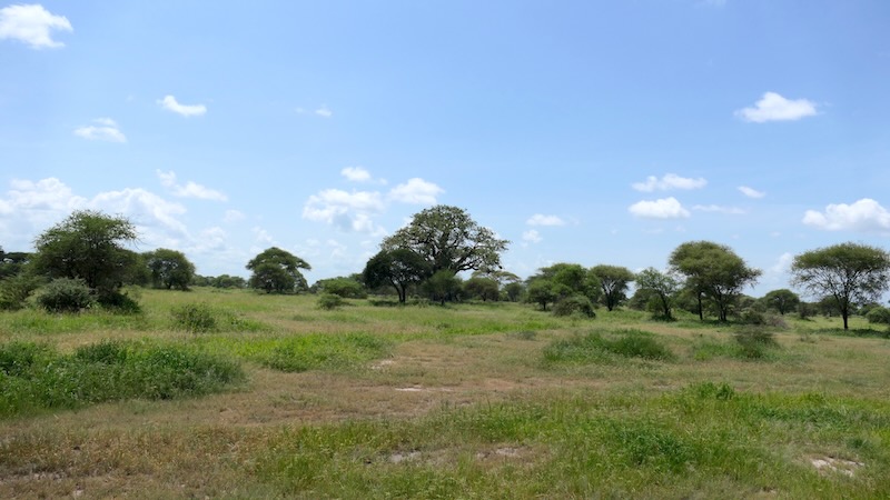 Tarangire Baobab 03