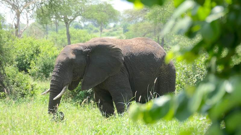 Tarangire Elefanten 01