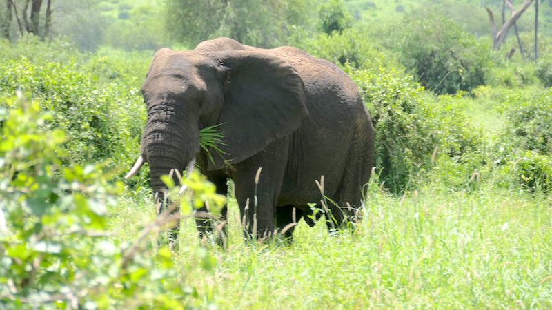 Tarangire Elefanten 02