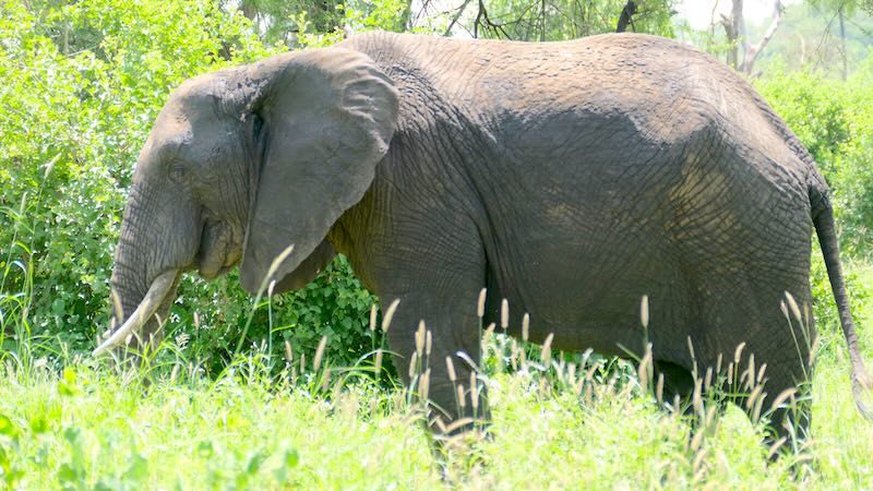 Tarangire Elefanten 03