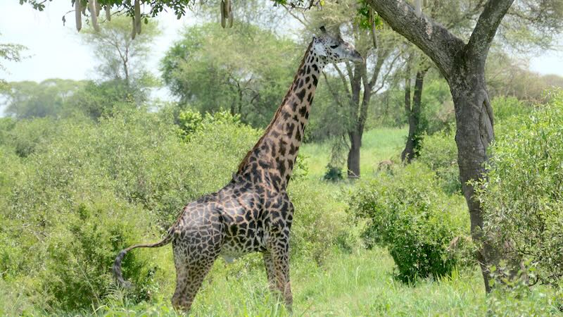 Tarangire Giraffen 01
