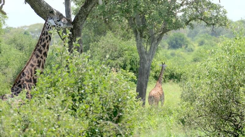 Tarangire Giraffen 02