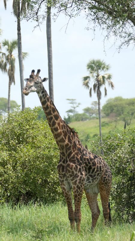 Tarangire Giraffen 03