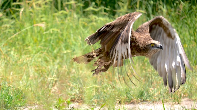 Tarangire Snake Eagle 03
