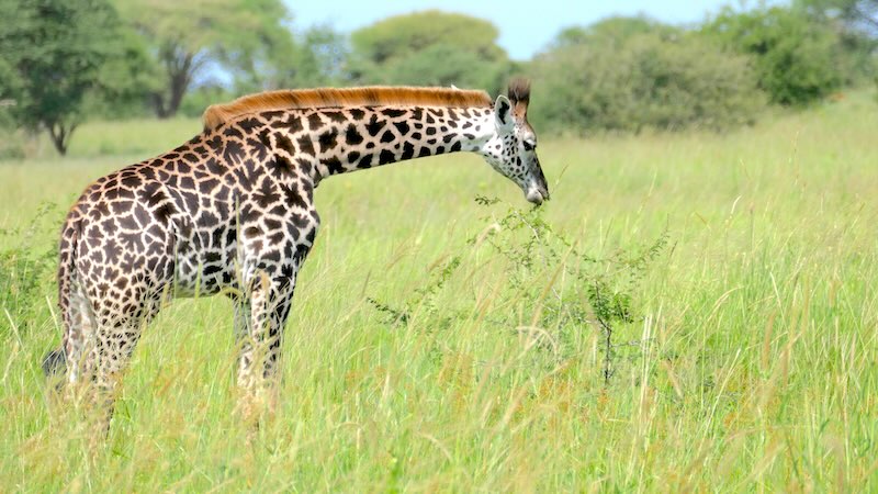 Junge Giraffendame frisst frische Triebe