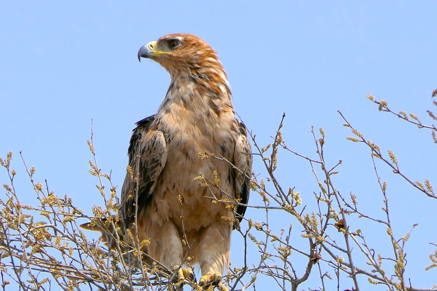krüger-national-park-südafrika-adler
