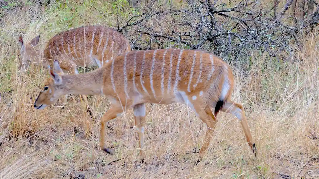 krüger-national-park-südafrika-antilopen