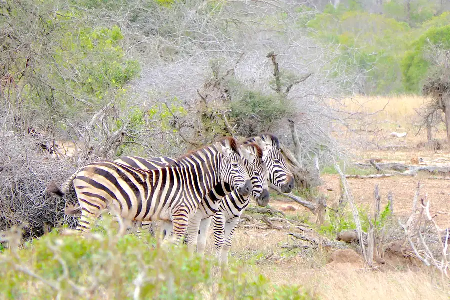 krüger-national-park-südafrika-drei-zebras