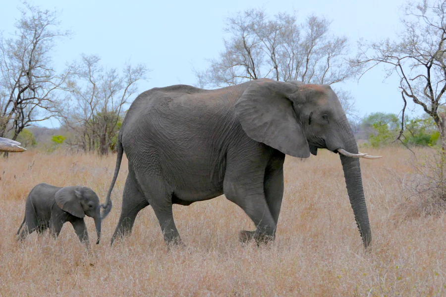 krüger-national-park-südafrika-elefantenbaby-mit-mama
